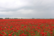 29th Jun 2015 -  A field of  Trois couleurs Rouge (Poppies)