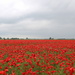  A field of  Trois couleurs Rouge (Poppies) by pyrrhula