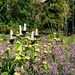 Botanic Garden by helenmoss