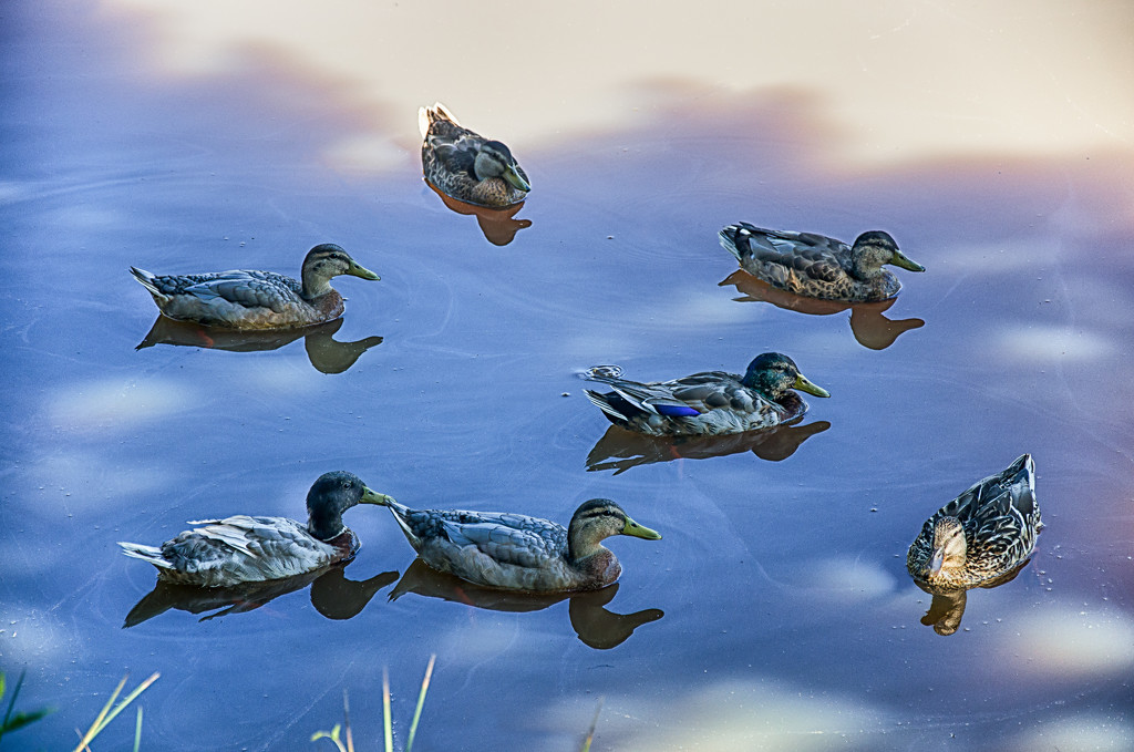Ducks... by vignouse