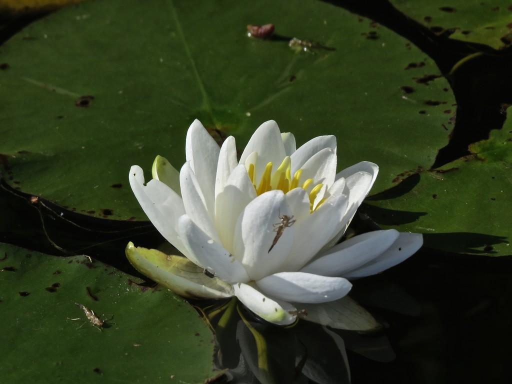 Pond Lily with Insect by rob257