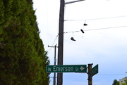 28th Jun 2015 - Emerson Street Shoes