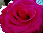 9th Apr 2012 - Rose