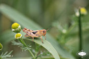 29th Jun 2015 - Grasshopper