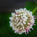 Crimson and clover over and over....... by joansmor