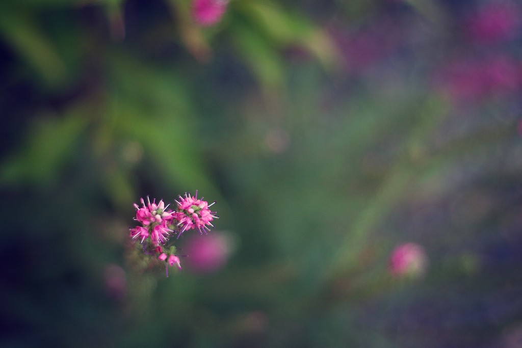 In the Garden by tina_mac