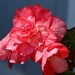 Our Coral Begonia in Full Bloom by markandlinda