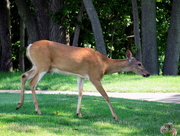 29th Jun 2015 - Roaming Deer