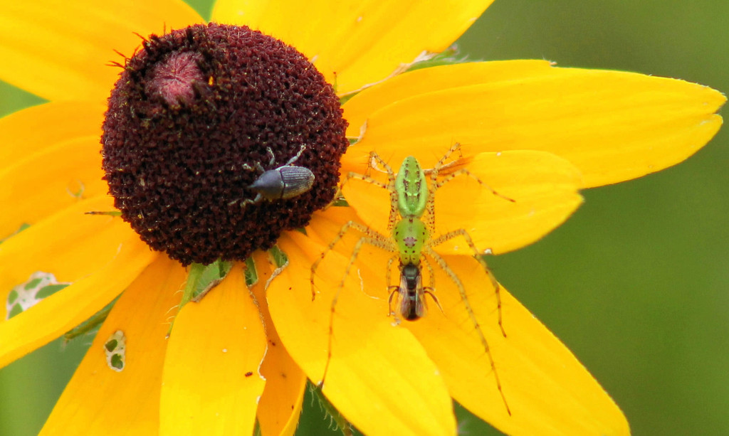 A lynx, a weevil, and a poor little bee by cjwhite