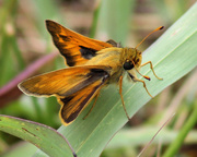 29th Jun 2015 - Woodland Skipper Butterfly