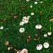 Follow the mushroom trail! by happysnaps