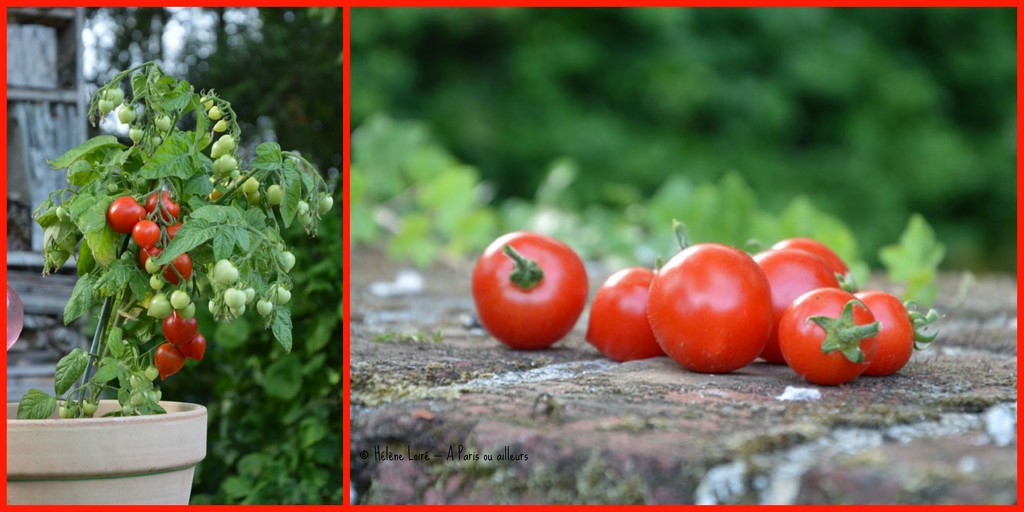 tomatoes harvest by parisouailleurs