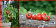 29th Jun 2015 - tomatoes harvest
