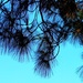 Long leaf pine by madamelucy