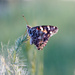 prairie butterfly by aecasey