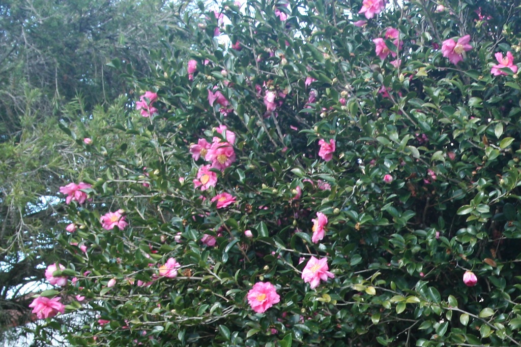 camelias by corymbia