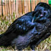 Raven by carolmw