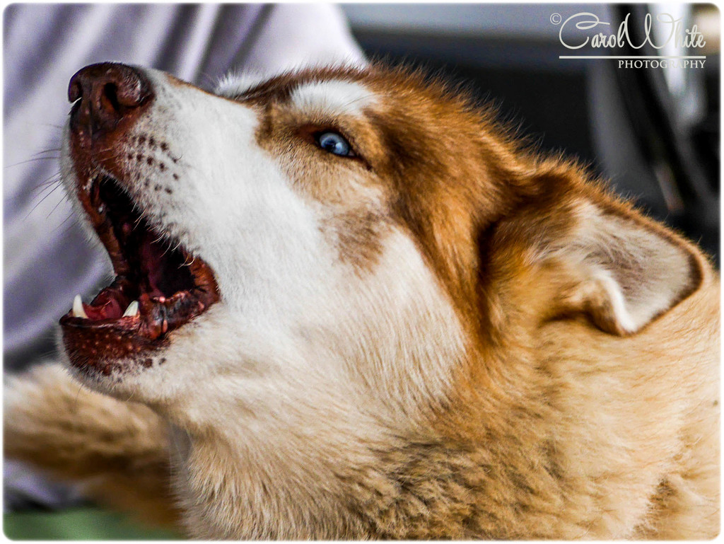 Howling Siberian Husky by carolmw