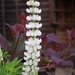 26 June 2015 White lupin with a smoke plant backdrop by lavenderhouse