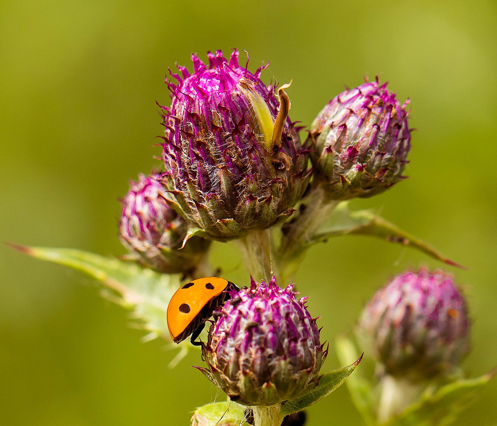 30th June 2015    - Ladybird by pamknowler