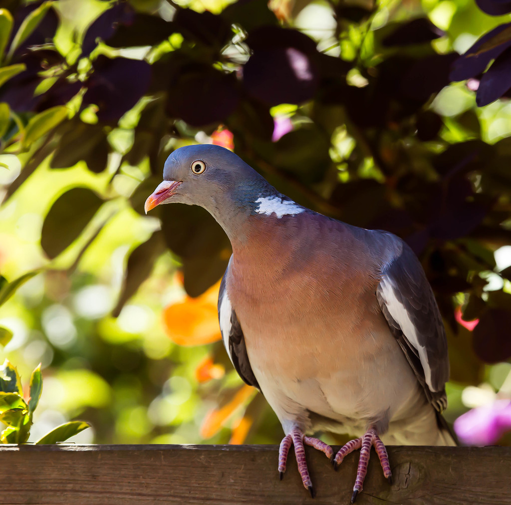 30th June 2015    - Waiting his turn by pamknowler