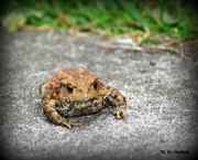 30th Jun 2015 - Our friend Mr Toad