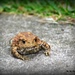 Our friend Mr Toad by rosiekind