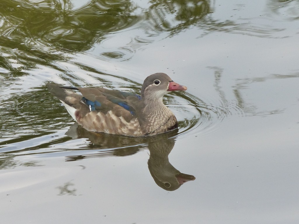 Mandarin Duck (male) in Eclipse Plumage by susiemc