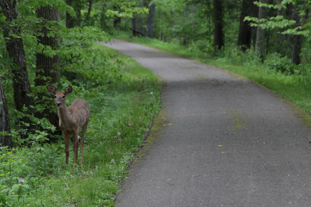 Deer on the Oil Creek Trail by steelcityfox