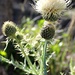White Thistle by harbie
