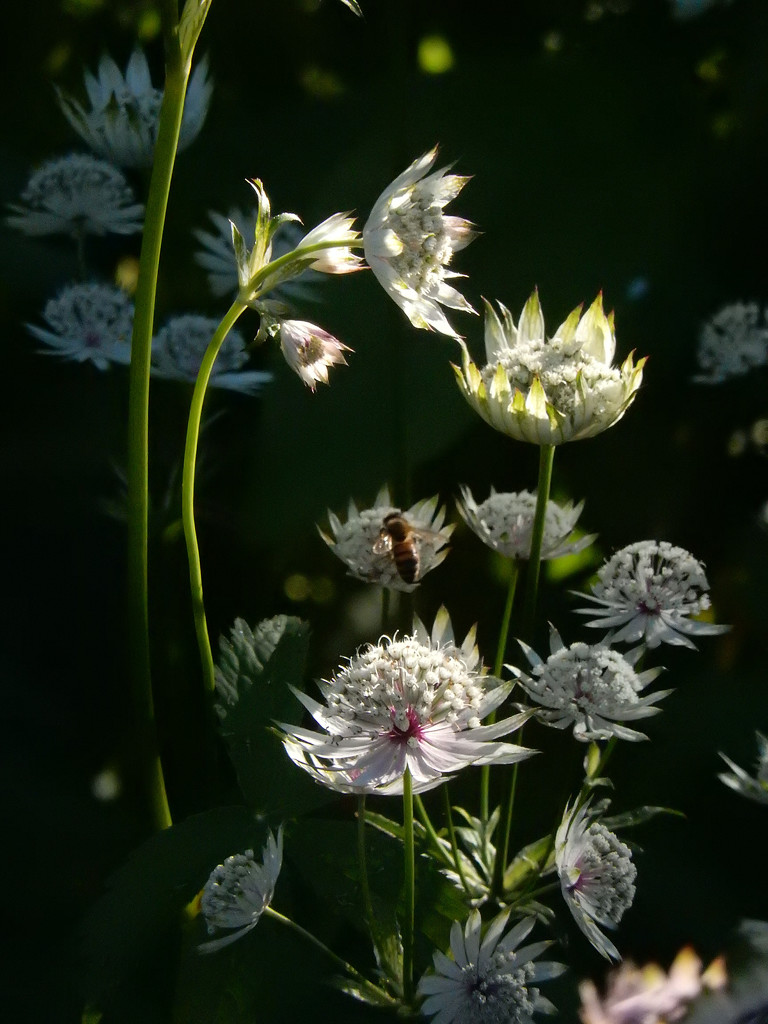 Astrantia flowers in the sunlight.... by snowy