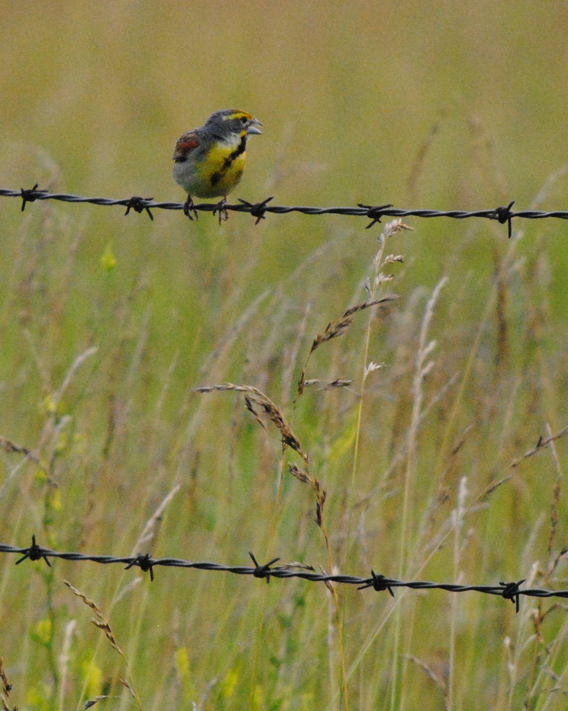 Dickcissel on the Fence by genealogygenie