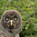 Young Great Gray Owl  by leonbuys83