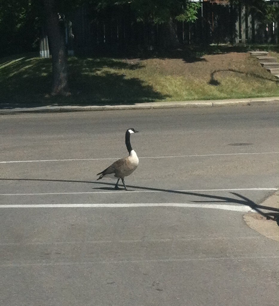 How did the goose cross the street? by bkbinthecity