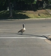 30th Jun 2015 - How did the goose cross the street?