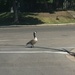 How did the goose cross the street? by bkbinthecity