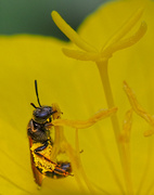 30th Jun 2015 - Pollen Gatherer 