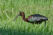 30th Jun 2015 - Glossy ibis