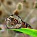 Butterfly in a Bubble by leestevo