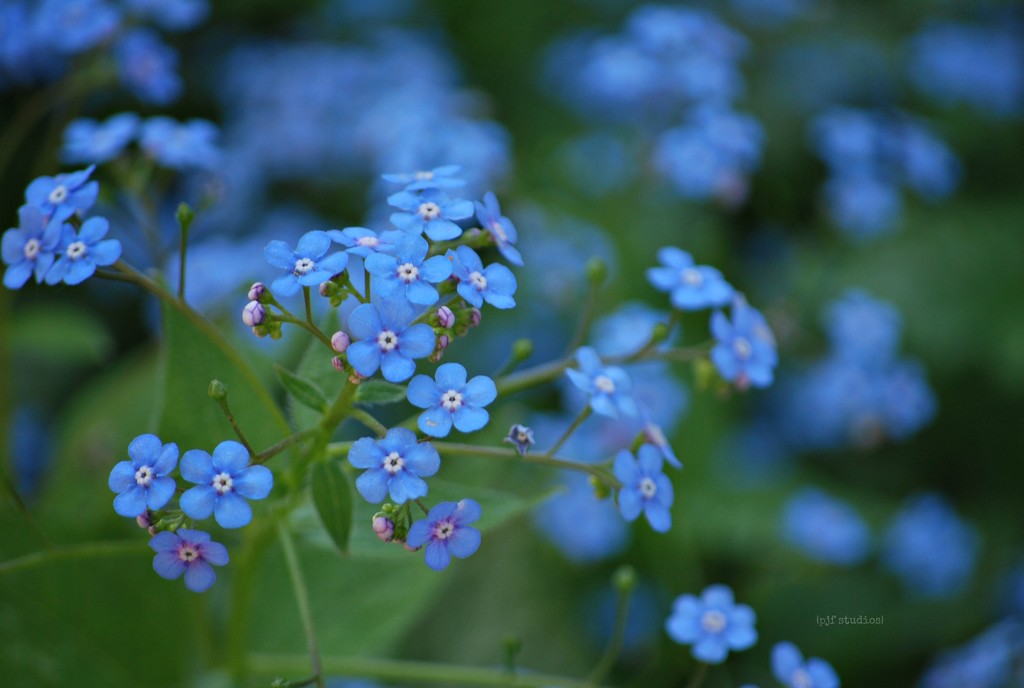 forget-me-not... by earthbeone