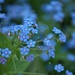 forget-me-not... by earthbeone