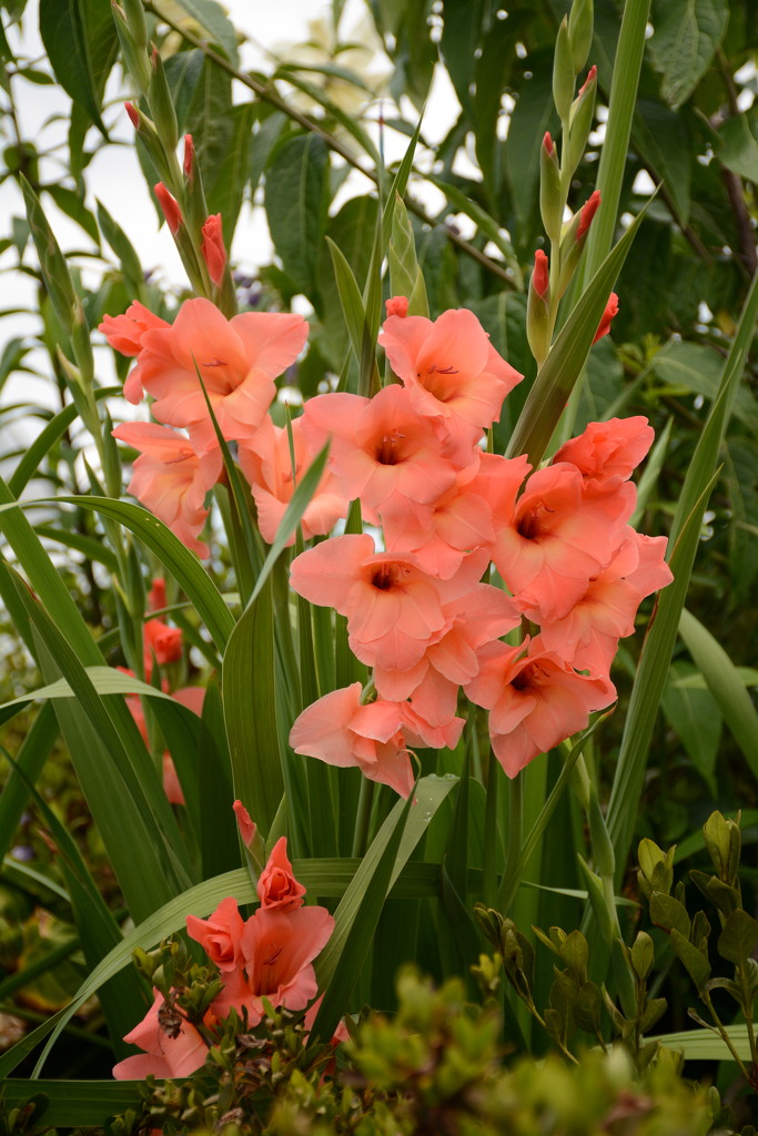 Gladiolas in Georgia by thewatersphotos