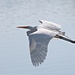 Giant Egret Gliding By   by markandlinda