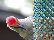 30th Jun 2015 - Woody Woodpecker