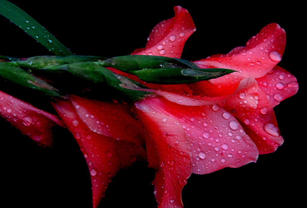 Gladiolas after the storm by homeschoolmom