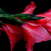 Gladiolas after the storm by homeschoolmom