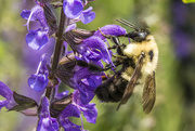 30th Jun 2015 - Busy Bee