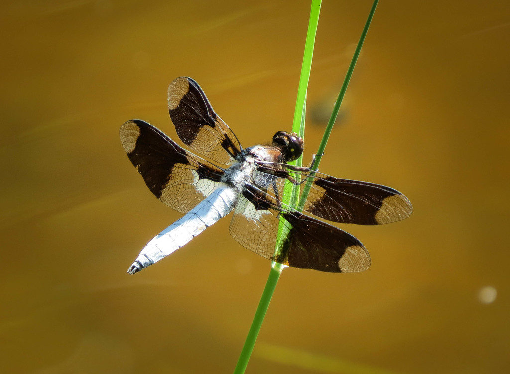 ~Common Whitetail Skimmer~ by crowfan