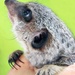 Baby Meerkat by shepherdmanswife