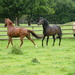 Horses at Church Farm by jeff
